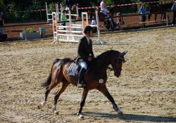 Dressur Grand Prix Billets